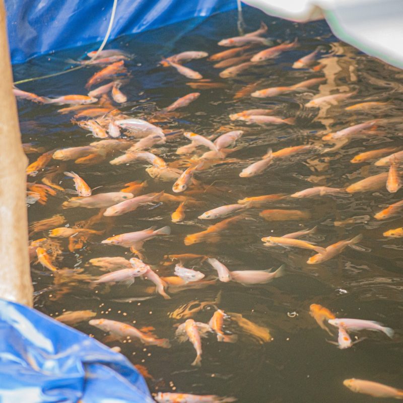 492087167_643603678466388_8803906200616724788_n